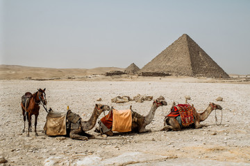 camel and horse near the pyramid