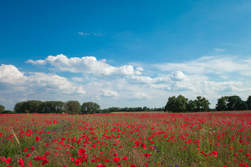 red poppy field