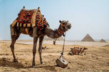 Camel and Great Pyramid of Giza