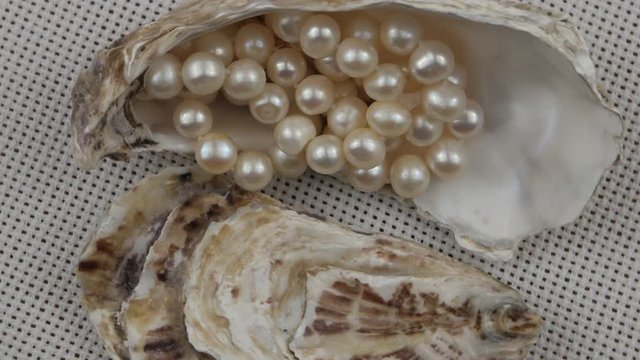 An oyster shell with pearl beads lay on a background of white cotton fabric