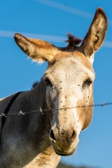 Brown and white donkey looking at camera