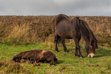Wild Exmoor Ponies, seen on Porlock Hill in Somerset, England, UK