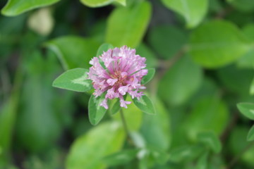 fiore