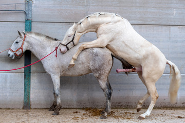 pair of white mating horses