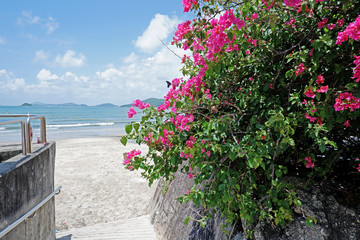Beach, sky, white cloud, ocean with wave, outdoor plants, pink flower