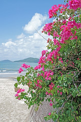Beach, sky, white cloud, ocean with wave, outdoor plants and pink flower