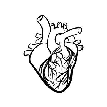 Human heart anatomically. Vector simple heart sign.