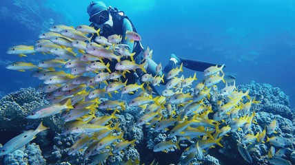 Fototapeta na wymiar Man scuba diver and shoal of beautiful coral fish