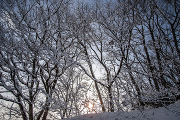Fototapeta premium 枯れ木に雪の花