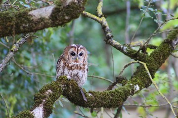 Chouette en semi liberté à Rocamadour