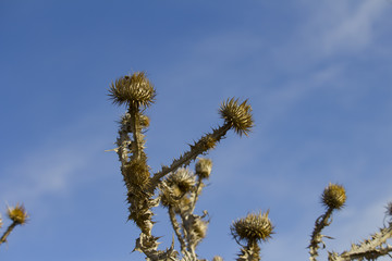 a dried burdock