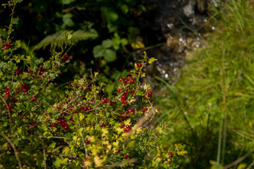 Beautiful nature of Austria mountains, waterfalls, rivers and forests