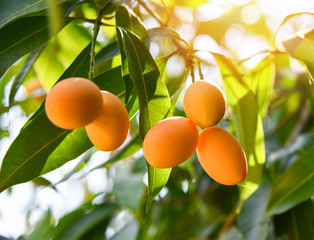 plum mango tropical fruit on tree / ripe of sweet marian plum mango fruit maprang in thai