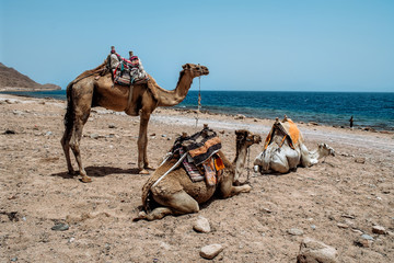 Camel on the beach at a Red sea. Dahab,Sinai, Egypt.