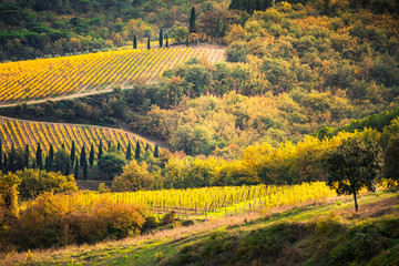 Chianti wineyards during sutumn. Chiantishire, Florence province, Tuscany, Italy
