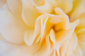 Fototapeta premium rose flower closeup abstract background