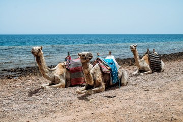 Fototapeta premium Camel on the beach at a Red sea. Dahab,Sinai, Egypt.