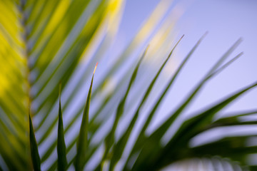 Dawn Palm Fronds © Ian Parish Creative