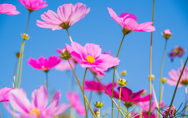 Cosmos flowers blooming on blue sky background