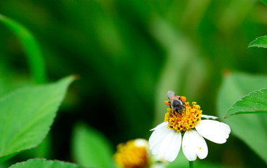 Butterfly on grass flower close-up, the animal in nature, macro of insect