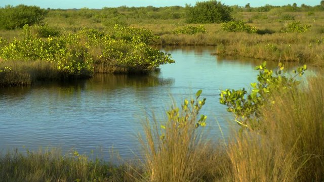 Florida everglades wide shot with grasses and blue water.