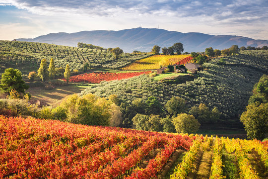 Montefalco Wineyards, Perugia province, Umbria, Italy