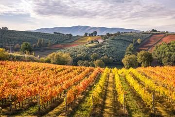 Montefalco Wineyards, Perugia province, Umbria, Italy