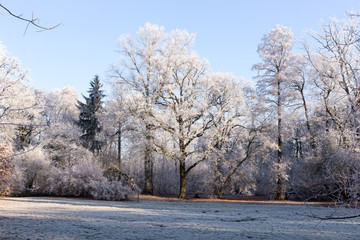 Winter landscape. Winter wonderland with forest snowy winter trees