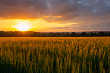 Fototapeta premium The sunset over wheat field in Germany