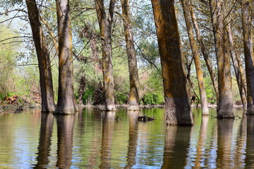 Flooded poplar trees during the spring flood at Danube river