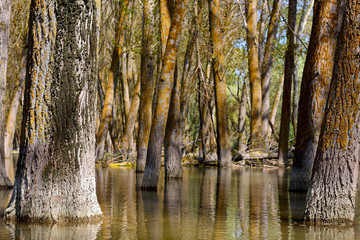 Flooded poplar trees during the spring flood at Danube river