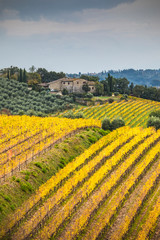 Fototapeta na wymiar Chianti wineyards during sutumn. Chiantishire, Florence province, Tuscany, Italy