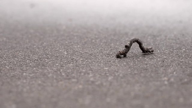 Macro shot of brown Geometridae caterpillar slowly crawling away on asphalt