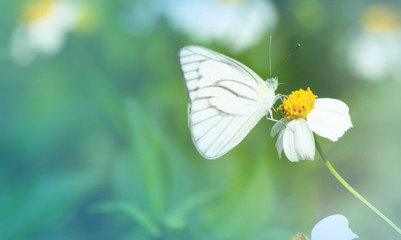 Butterfly on grass flower close-up, the animal in nature, macro of insect