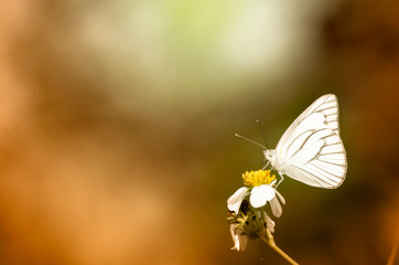 Butterfly on grass flower close-up, the animal in nature, macro of insect