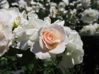 初夏の花