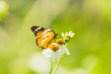Butterfly on grass flower close-up, the animal in nature, macro of insect