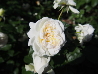 初夏の花