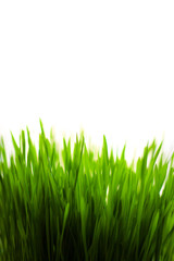 Fototapeta na wymiar abstract green grass
