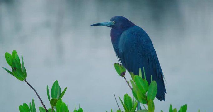 Little Blue Heron roosting on a nice green bush near water