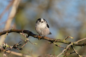 Long Tailed Tit