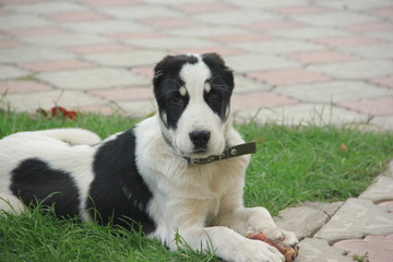 portrait of a Asian Shepherd Dog