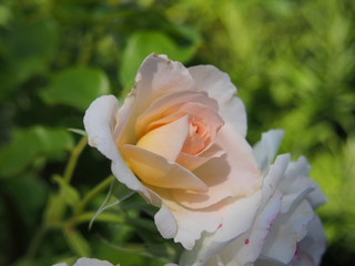 初夏の花