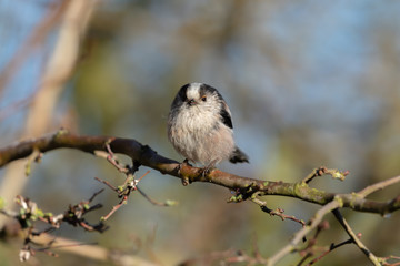 Long Tailed Tit