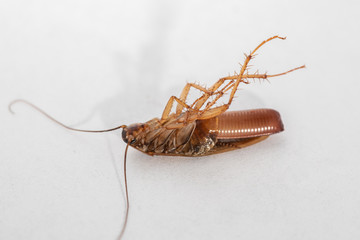 cockroach on a white background
