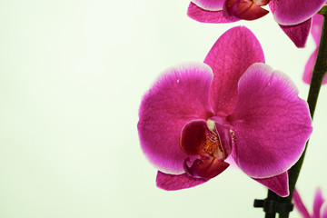Fototapeta na wymiar Orchid flowers texture background