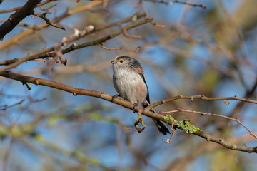 Long Tailed Tit