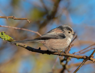 Long Tailed Tit