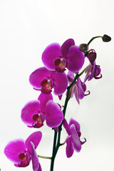 Fototapeta na wymiar Orchid flowers texture background