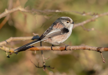 Obraz premium Long Tailed Tit